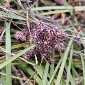 Lomandra multiflora at Carwoola, NSW - 16 Oct 2023 05:24 PM