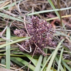 Lomandra multiflora at Carwoola, NSW - 16 Oct 2023 05:24 PM