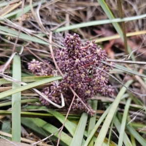 Lomandra multiflora at Carwoola, NSW - 16 Oct 2023 05:24 PM