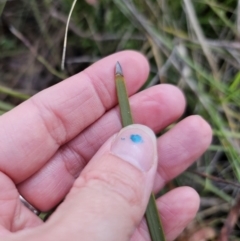 Lomandra multiflora at Carwoola, NSW - 16 Oct 2023 05:24 PM