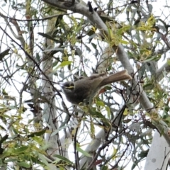 Caligavis chrysops (Yellow-faced Honeyeater) at QPRC LGA - 16 Oct 2023 by Csteele4