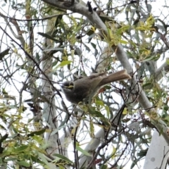 Caligavis chrysops (Yellow-faced Honeyeater) at Cuumbeun Nature Reserve - 16 Oct 2023 by Csteele4