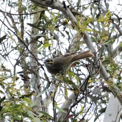 Caligavis chrysops (Yellow-faced Honeyeater) at Cuumbeun Nature Reserve - 16 Oct 2023 by Csteele4