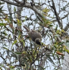 Caligavis chrysops at Carwoola, NSW - 16 Oct 2023