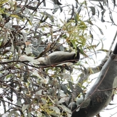 Caligavis chrysops at Carwoola, NSW - 16 Oct 2023