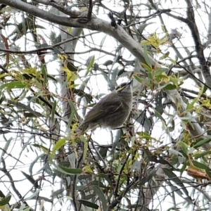 Caligavis chrysops at Carwoola, NSW - 16 Oct 2023