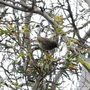 Caligavis chrysops at Carwoola, NSW - 16 Oct 2023