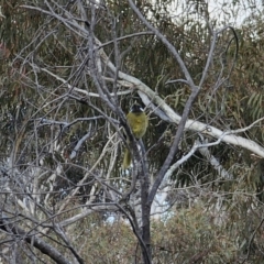 Nesoptilotis leucotis at Carwoola, NSW - 16 Oct 2023