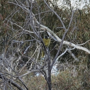 Nesoptilotis leucotis at Carwoola, NSW - 16 Oct 2023