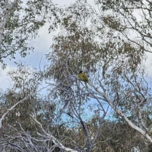 Nesoptilotis leucotis at Carwoola, NSW - 16 Oct 2023