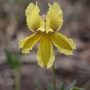 Goodenia paradoxa at Stawell, VIC - 15 Oct 2023