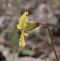 Goodenia paradoxa at Stawell, VIC - 15 Oct 2023