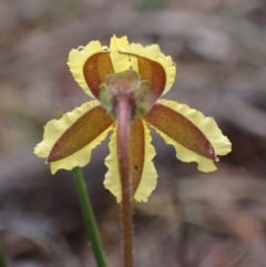 Goodenia paradoxa at Stawell, VIC - 15 Oct 2023