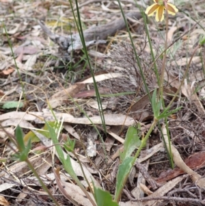 Goodenia paradoxa at Stawell, VIC - 15 Oct 2023