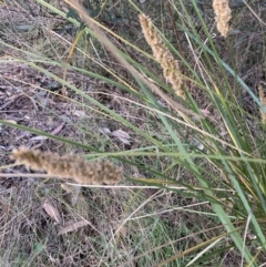 Carex appressa at Bruce, ACT - 16 Oct 2023