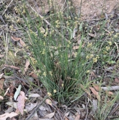 Juncus (genus) (A Rush) at Bruce, ACT - 16 Oct 2023 by lyndallh