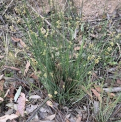 Juncus sp. (A Rush) at Gossan Hill - 16 Oct 2023 by lyndallh