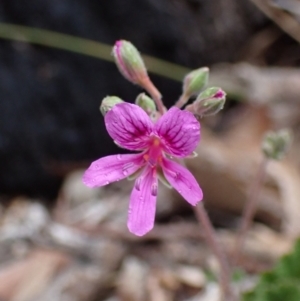 Pelargonium rodneyanum at Stawell, VIC - 15 Oct 2023