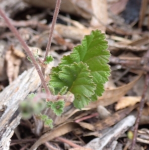 Pelargonium rodneyanum at Stawell, VIC - 15 Oct 2023