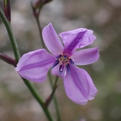 Arthropodium strictum (Chocolate Lily) at Deep Lead Nature Conservation Reserve - 15 Oct 2023 by AnneG1