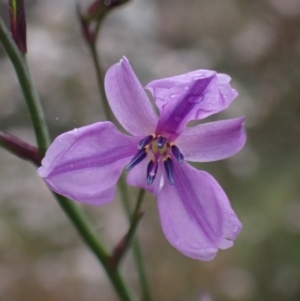 Arthropodium strictum at Stawell, VIC - 15 Oct 2023 01:17 PM