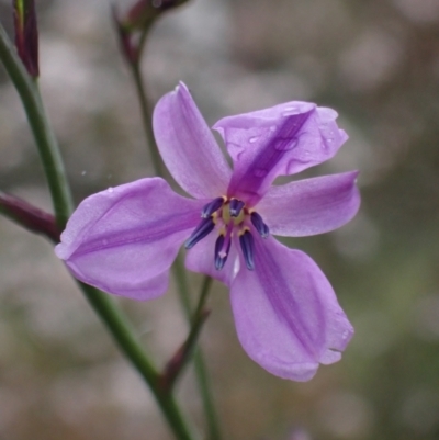 Arthropodium strictum (Chocolate Lily) at Deep Lead Nature Conservation Reserve - 15 Oct 2023 by AnneG1