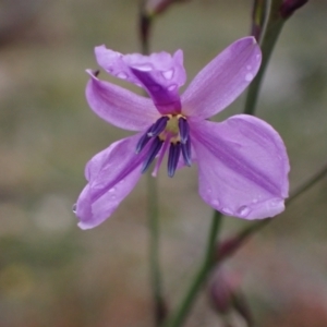 Arthropodium strictum at Stawell, VIC - 15 Oct 2023 01:17 PM