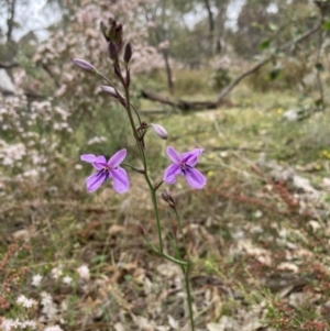 Arthropodium strictum at Stawell, VIC - 15 Oct 2023 01:17 PM