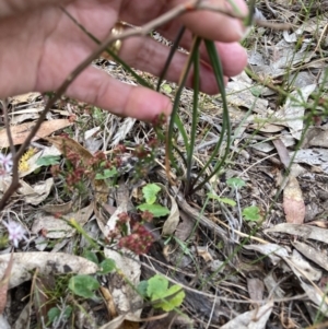 Arthropodium strictum at Stawell, VIC - 15 Oct 2023 01:17 PM