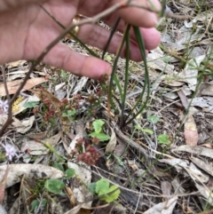 Arthropodium strictum at Stawell, VIC - 15 Oct 2023