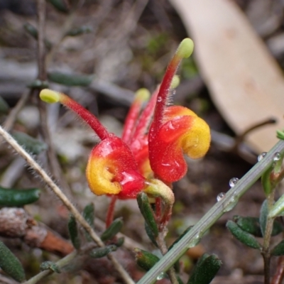 Grevillea alpina (Mountain Grevillea / Cat's Claws Grevillea) at Deep Lead Nature Conservation Reserve - 15 Oct 2023 by AnneG1