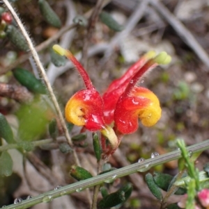 Grevillea alpina at Stawell, VIC - 15 Oct 2023