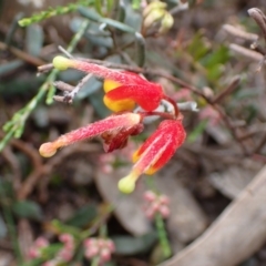 Grevillea alpina at Stawell, VIC - 15 Oct 2023