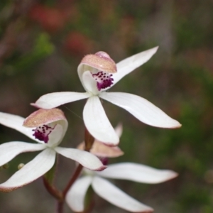 Caladenia cucullata at Stawell, VIC - suppressed