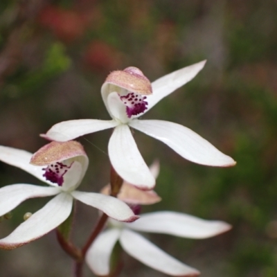 Caladenia cucullata (Lemon Caps) at Deep Lead Nature Conservation Reserve - 15 Oct 2023 by AnneG1