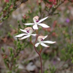 Caladenia cucullata at Stawell, VIC - 15 Oct 2023