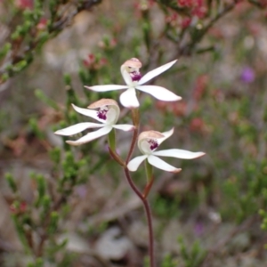 Caladenia cucullata at Stawell, VIC - suppressed