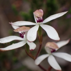 Caladenia cucullata at Stawell, VIC - suppressed