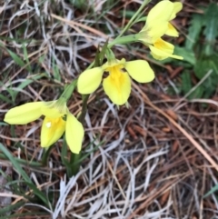 Diuris amabilis (Large Golden Moth) at Gundaroo Cemetery - 15 Oct 2023 by rainer