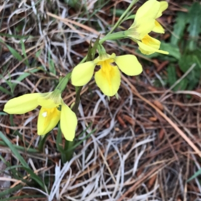 Diuris amabilis (Large Golden Moth) at Gundaroo, NSW - 16 Oct 2023 by rainer