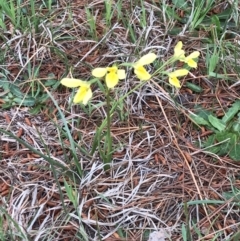 Diuris amabilis at Gundaroo, NSW - suppressed