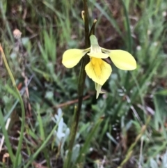 Diuris amabilis at Gundaroo, NSW - suppressed