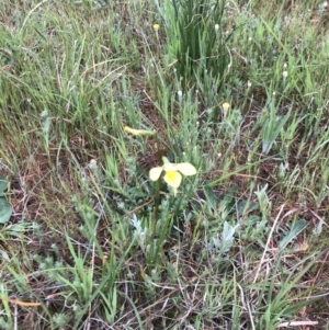 Diuris amabilis at Gundaroo, NSW - suppressed