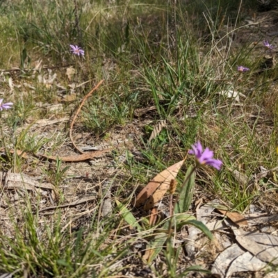 Calotis scabiosifolia var. integrifolia (Rough Burr-daisy) at Tuggeranong, ACT - 16 Oct 2023 by HelenCross