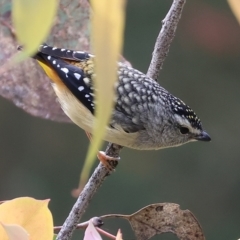 Pardalotus punctatus (Spotted Pardalote) at Chiltern-Mt Pilot National Park - 14 Oct 2023 by KylieWaldon