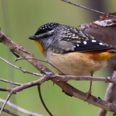 Pardalotus punctatus (Spotted Pardalote) at Beechworth, VIC - 15 Oct 2023 by KylieWaldon