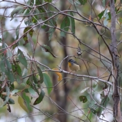 Pardalotus punctatus at Beechworth, VIC - 15 Oct 2023 09:22 AM