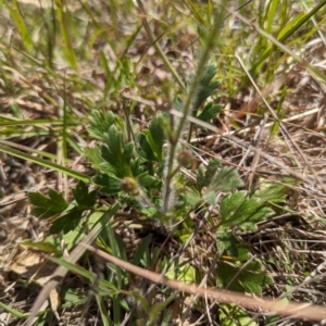 Ranunculus lappaceus at Tuggeranong, ACT - 16 Oct 2023