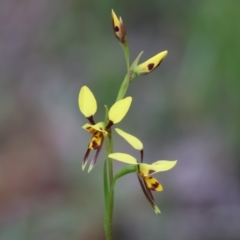 Diuris sulphurea (Tiger Orchid) at Chiltern-Mt Pilot National Park - 14 Oct 2023 by KylieWaldon