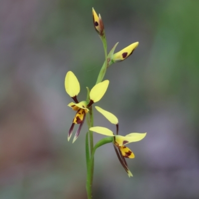 Diuris sulphurea (Tiger Orchid) at Chiltern-Mt Pilot National Park - 14 Oct 2023 by KylieWaldon